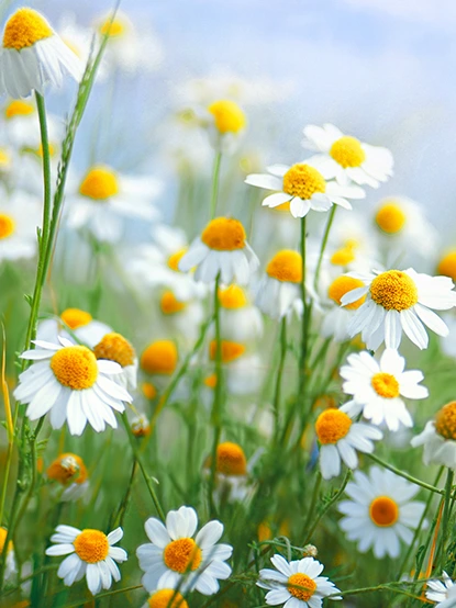 Marguerites