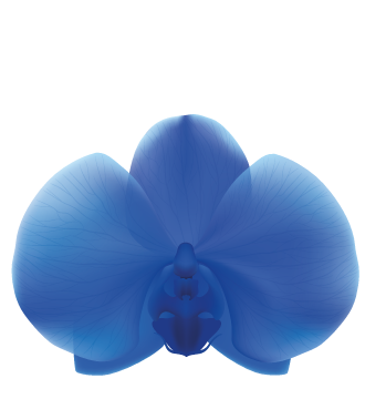 Orchidees bleues